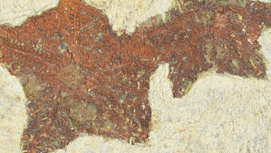 Descubrieron una estrella de mar fosilizada de hace 480 millones de años en Marruecos