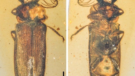 De hace 100 millones de años: hallaron un escarabajo de luz en ámbar