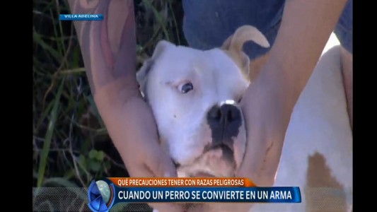 Veterinario rechaza que haya razas de perro "potencialmente peligrosas"