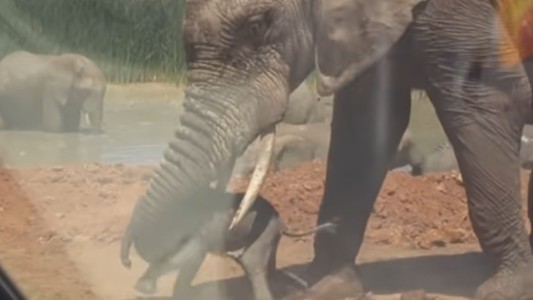 Video: el terrible momento en que un elefante revolea por el aire a su cría