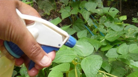 La Anmat prohibió dos insecticidas por tener químicos no permitidos