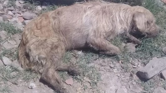 Para robar casas envenenaron a los perros de todo un barrio