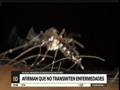 Inusual invasión de mosquitos en Buenos Aires