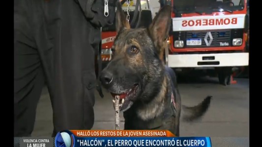 "Halcón", el perro que encontró el cuerpo de Araceli Fulles