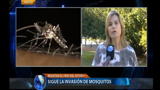 Los mosquitos pueden quedarse hasta un mes