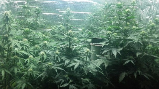 Desmantelaron un invernadero de marihuana en Campana