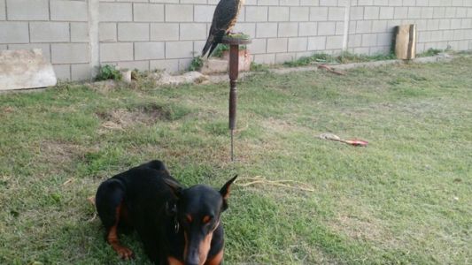 Ladrones envenenaron al perro para entrar en una casa y hasta se robaron un halcón