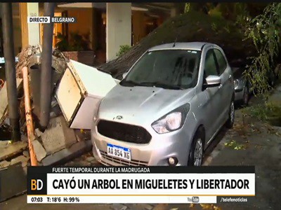 Cayó un árbol sobre dos autos en Migueletes y Libertador