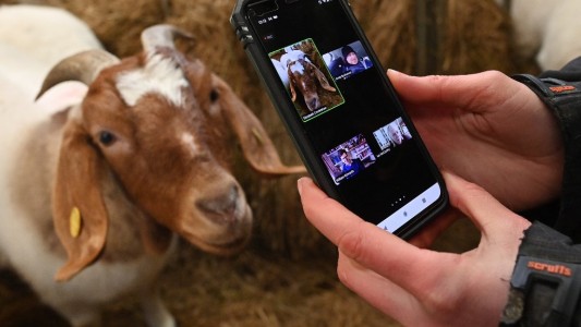 Alquilan cabras para hacer menos "aburridas" las videollamadas