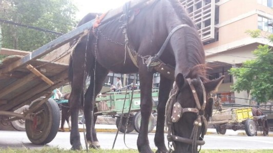 ONG denuncia que "hay más de 100 mil animales en situación de trabajo en la república"