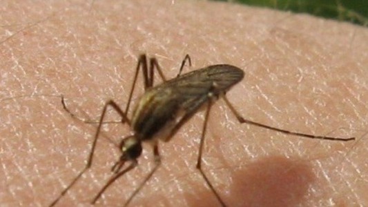 Invasión de "mosquitos charqueros" en CABA: "No transmiten enfermedades"