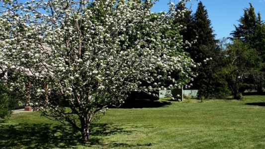 Un clon del árbol que inspiró a Newton crece en el Instituto Balseiro de Bariloche