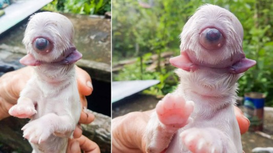 Video: el extraño perro que nació con un ojo, dos lenguas y sin nariz