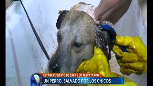 "Seguirá bañándose así una semana entera": los cuidados al perro que apareció cubierto en brea