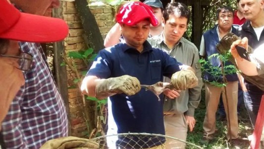 Detectan dos focos de rabia provocada por murciélagos vampiros, en Córdoba
