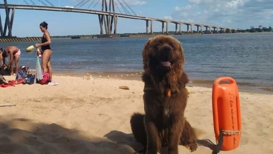 Todos están a salvo con Sam, el primer perro salvavidas de Corrientes