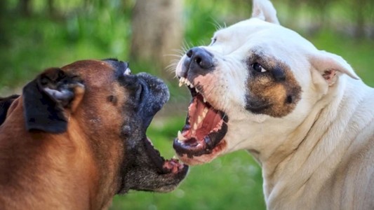 Imputan por homicidio culposo a la dueña de los perros que mataron a anciano en Berisso