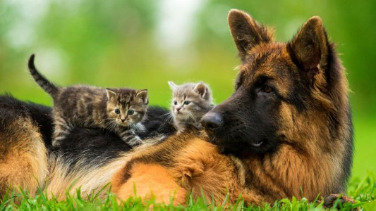 Primer censo canino y felino en La Pampa indica que hay un perro cada dos personas y un gato cada once