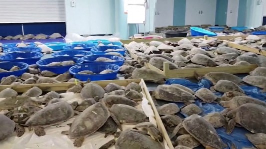 Desesperado rescate de miles de tortugas congeladas
