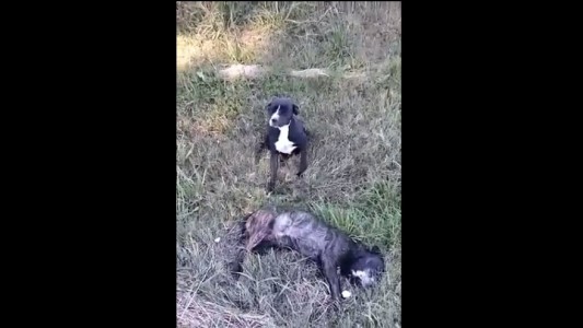 Abandonaron a una pareja de perros, uno murió atropellado y su compañera preñada busca familia