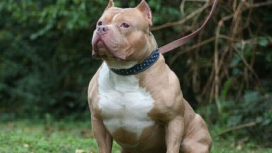 Una bebé de 9 meses está grave tras ser atacada por un pitbull