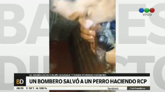 Video: Así fue el emotivo rescate de un perrito atrapado en un desagüe