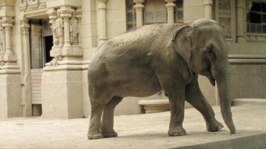 Termina la novela de la elefanta Mara: será trasladada a un santuario en Brasil