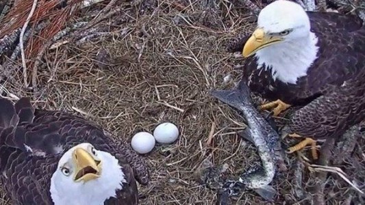 Video: la pareja de águilas calvas que defienden sus huevos del ataque de un mapache