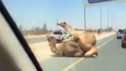 Piquete sexual: los camellos que bloquearon la ruta en Emiratos Árabes
