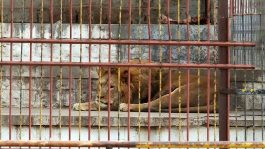Autorizan el traslado a Estados Unidos de dos tigres y tres leones de Santiago del Estero