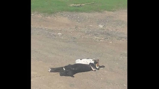 Conmovedor: Un camionero adoptó a dos cachorros que estaban sobre su madre muerta en la ruta