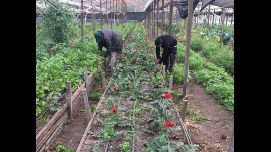 Un grupo de productores cultiva verduras sin agrotóxicos y los venden al mismo precio