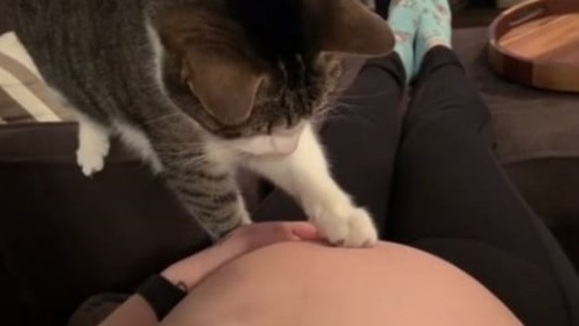 Video de TikTok: la reacción de un gatito al darse cuenta que su dueña está embarazada