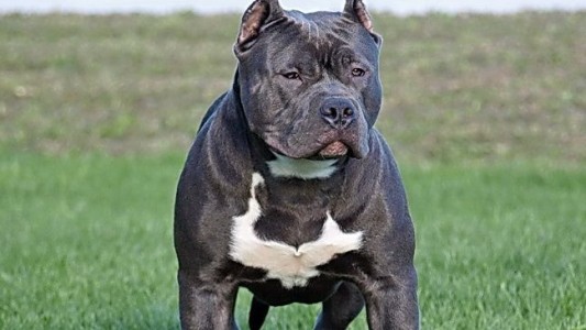 Un bebé de 6 meses está grave tras el ataque de un pitbull