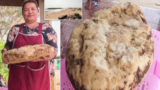 Una mujer halló 7 kilos de vómito de cachalote valuado en 260.000 dólares: ¿por qué es un tesoro?