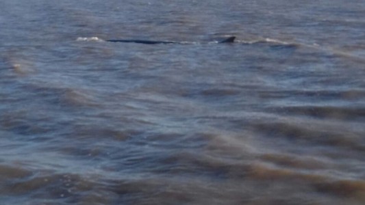 Apareció una ballena en Dock Sud