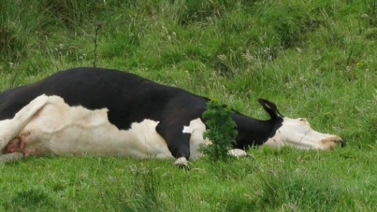 Empresa chaqueña exportará a la India la vacuna contra la "tristeza bovina"