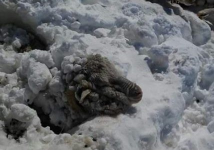 Chubut: rescatan ovejas tapadas de nieve