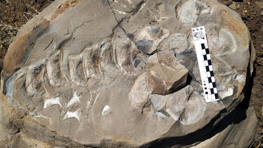 Neuquén: rescatan fósiles de un reptil marino de 140 millones de años de antigüedad