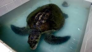 Nueve chicos y diez adultos murieron intoxicados por comerse una tortuga marina