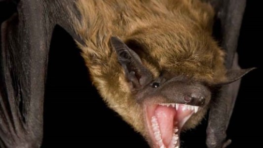 Alerta por murciélagos con rabia: recomiendan vacunar mascotas en la Provincia de Buenos Aires