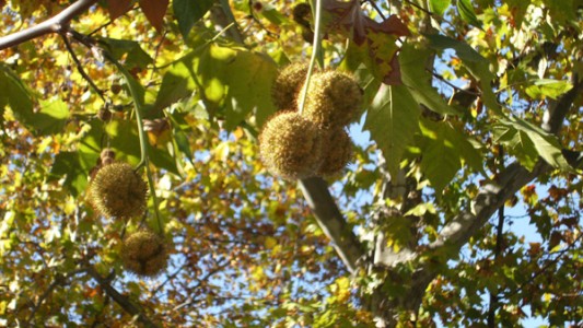 La app que diseña "rutas seguras" para personas alérgicas