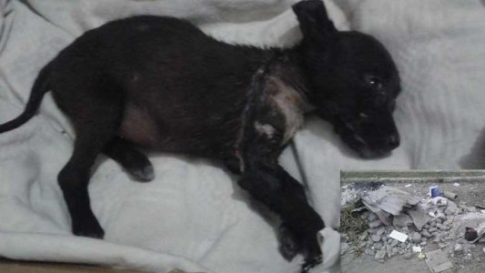 Horror en Tucumán: despellejaron un perro cachorro y lo tiraron en un baldío