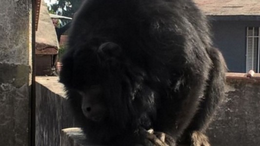 Atraparon a un mono que se había escapado de una vivienda en Quilmes