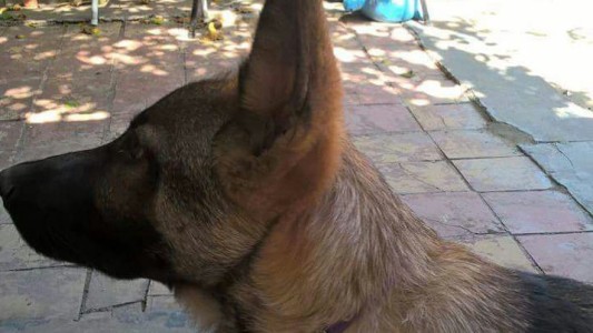 Roban a los bomberos un perro entrenado para la búsqueda de personas