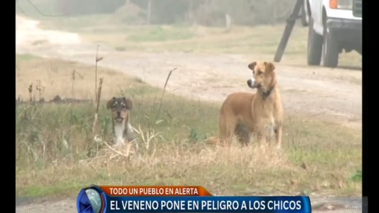 Horror en Ignacio Correas: ¿cuál es el veneno que usaron para matar a 200 animales?