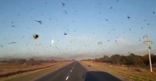 Impresionante invasión de langostas en campos de Chaco y Santiago del Estero