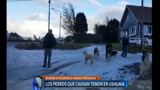 Temor por perros callejeros en Ushuaia: denuncian ataques a personas