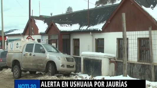Ushuaia: tras los ataques de jaurías, realizarán un censo de perros callejeros