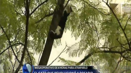 El gato que revolucionó a Rosario